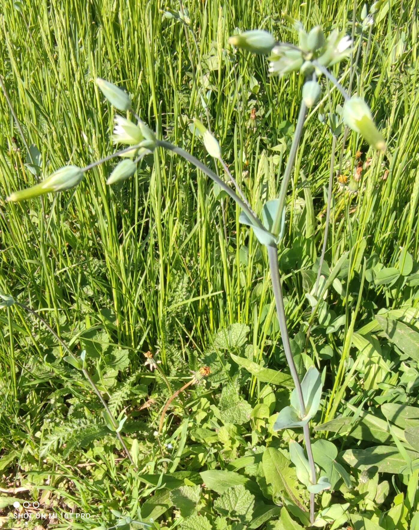 Image of Cerastium perfoliatum L.