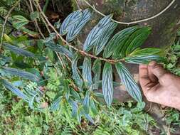 Image de Columnea querceti Oerst.