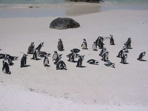 Image of African Penguin