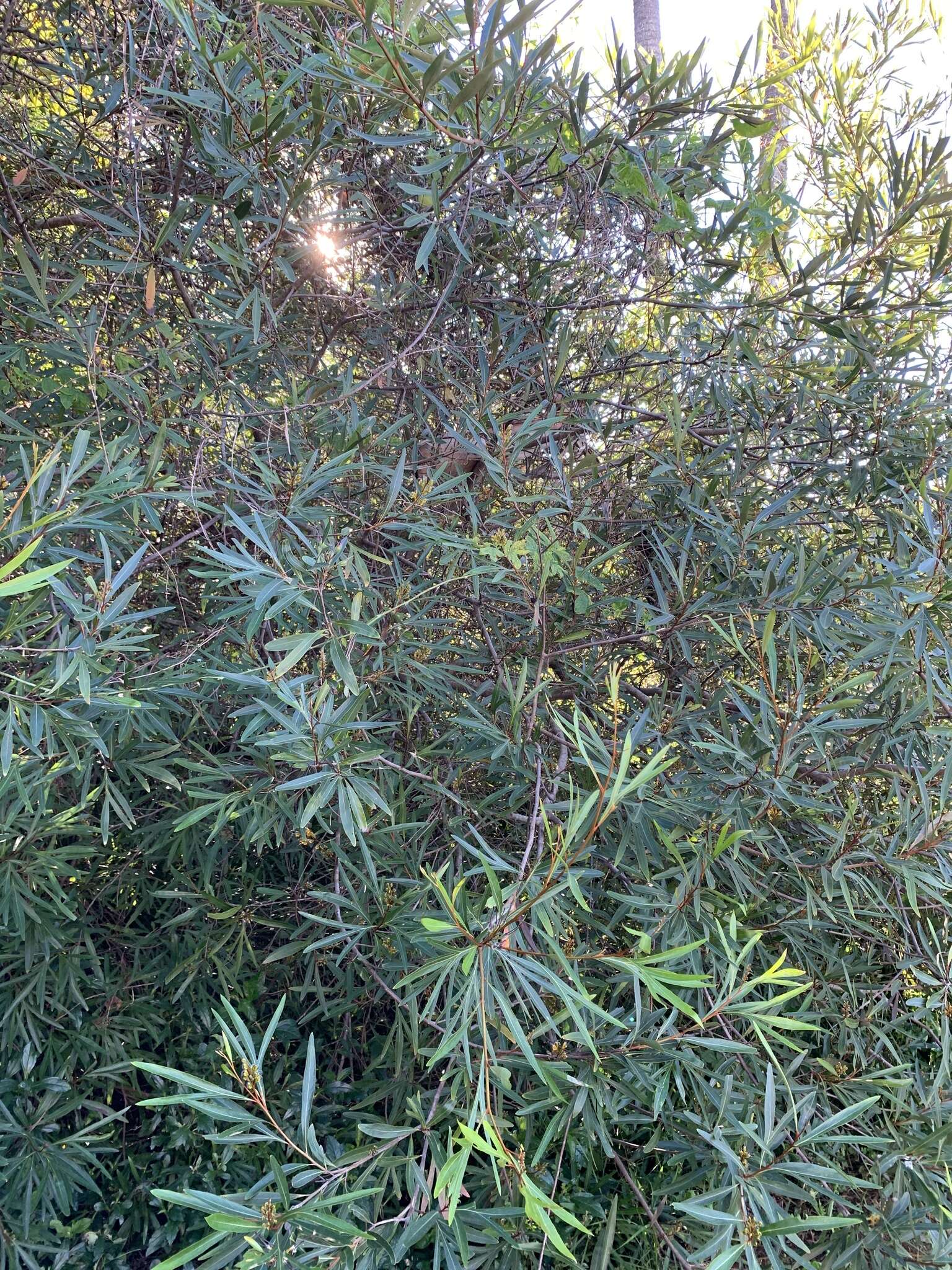 Image of Grevillea venusta R. Br.