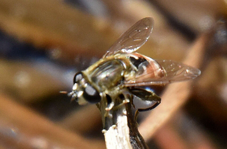 Image of <i>Asemosyrphus polygrammus</i>