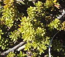 Image of Alpine Totara