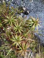 Imagem de Dracophyllum menziesii Hook. fil.