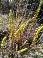 Image of Villadia guatemalensis Rose