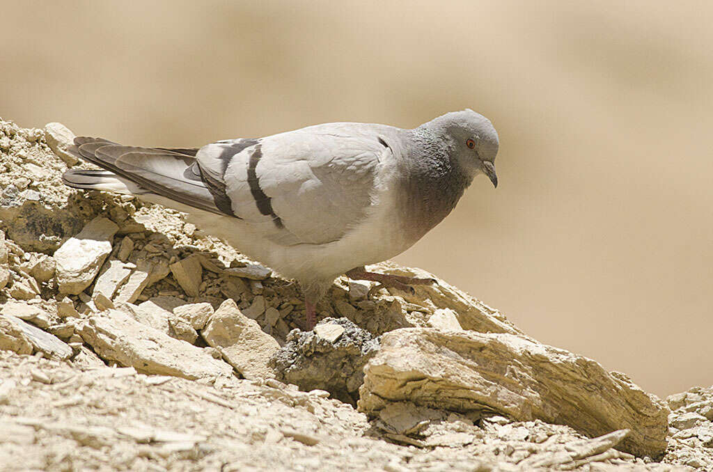 Image of Hill Pigeon