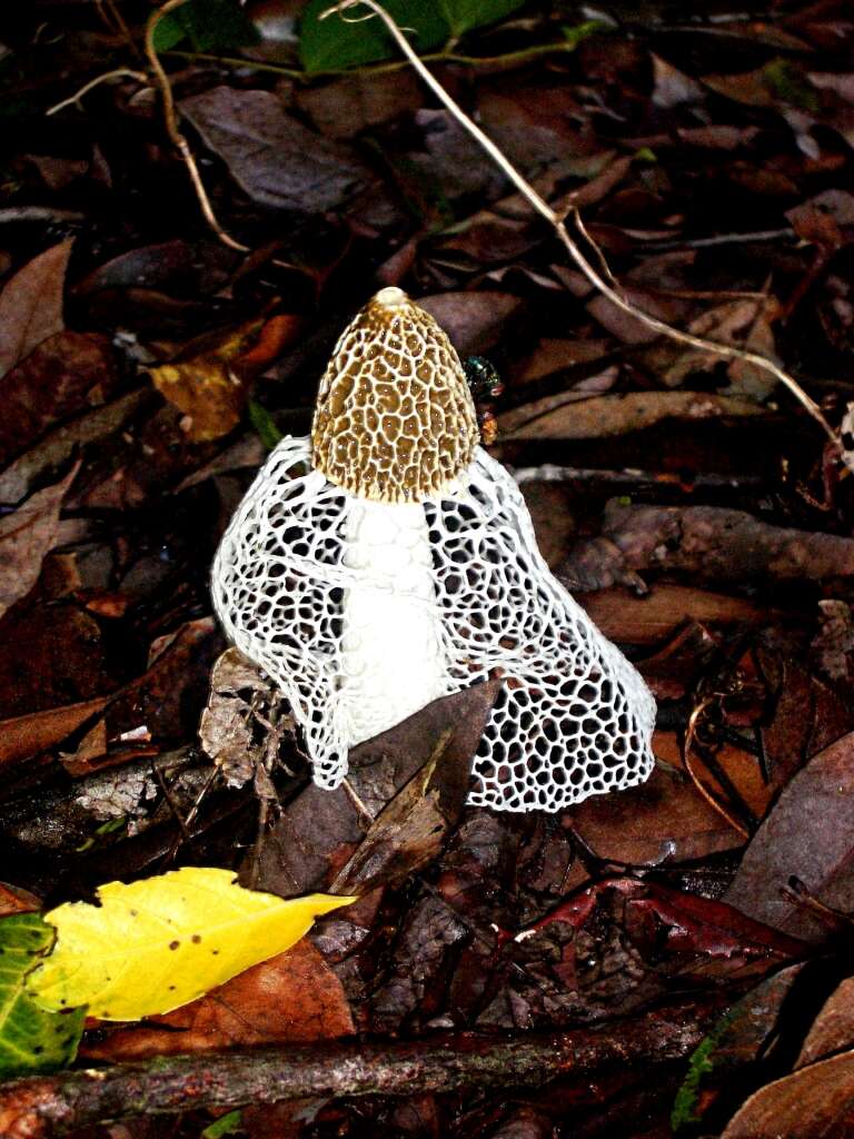 Image of Bridal veil stinkhorn