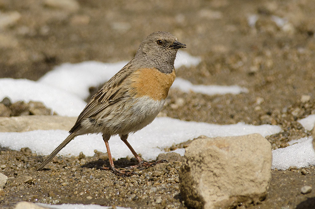 Image of Robin Accentor