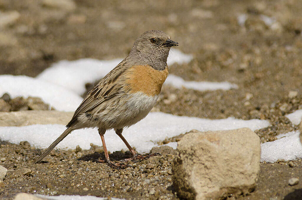 Imagem de Prunella rubeculoides (Moore & F 1854)