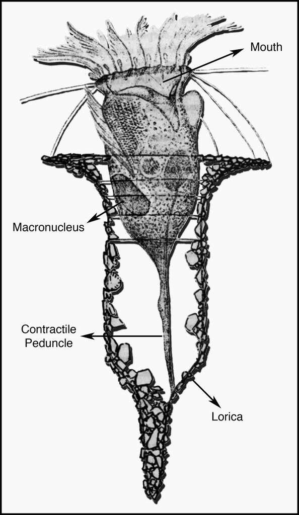 Image of Tintinnida