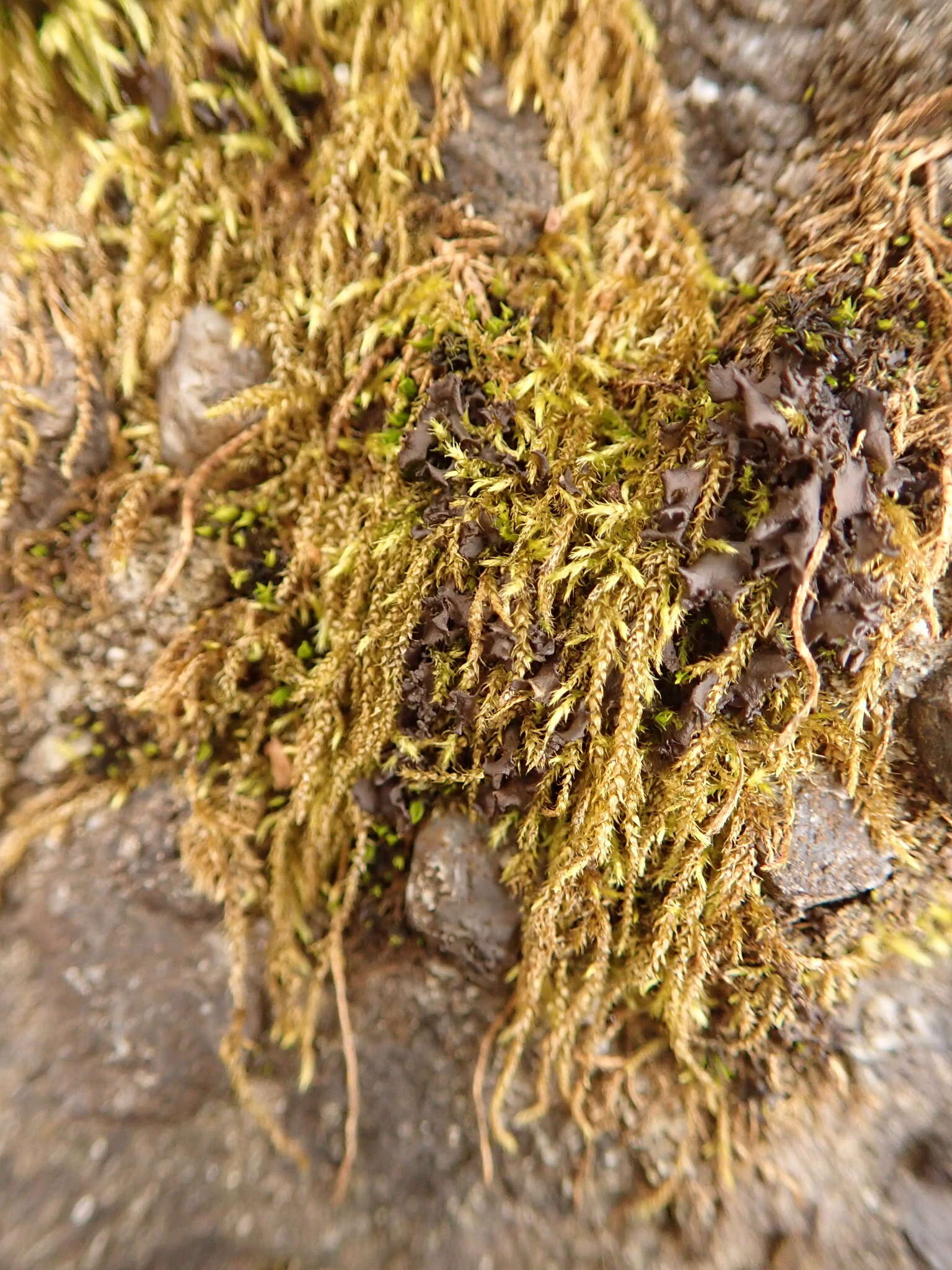 Image of Macoun's heterocladium moss
