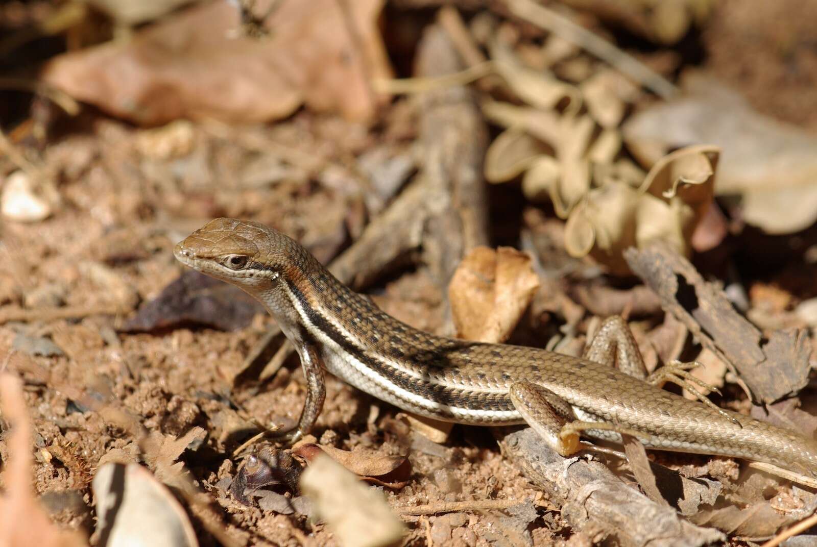 Image de Trachylepis elegans Peters 1854