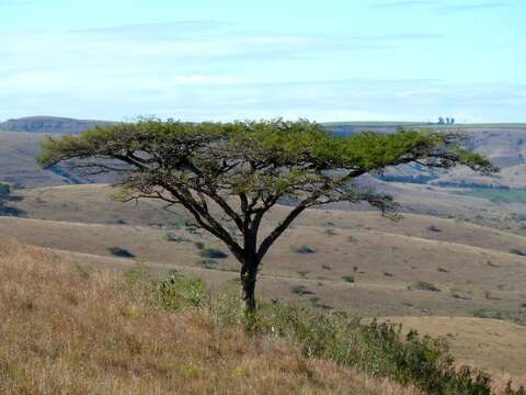 Image of Vachellia sieberiana (DC.) Kyal. & Boatwr.