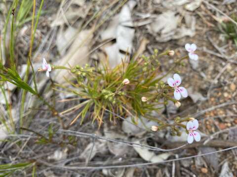 Image de Stylidium dichotomum DC.