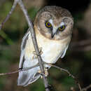 Image of Unspotted Saw-whet Owl