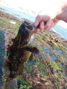 Image of Grass rockfish