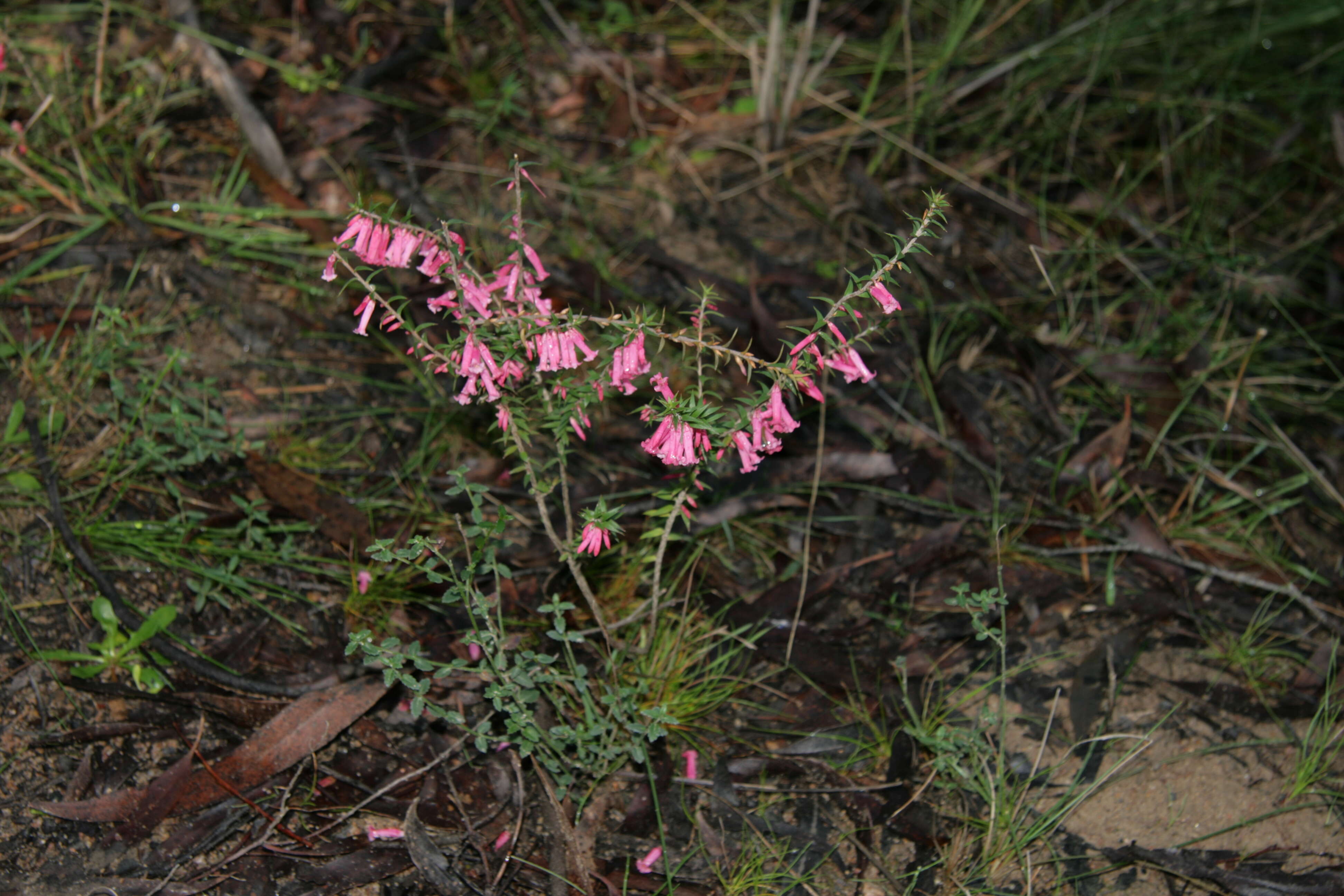 Plancia ëd Epacris impressa Labill.