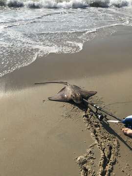 Image of Blue-nosed ray