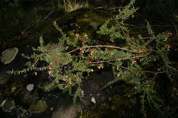 صورة Grevillea alpina Lindl.