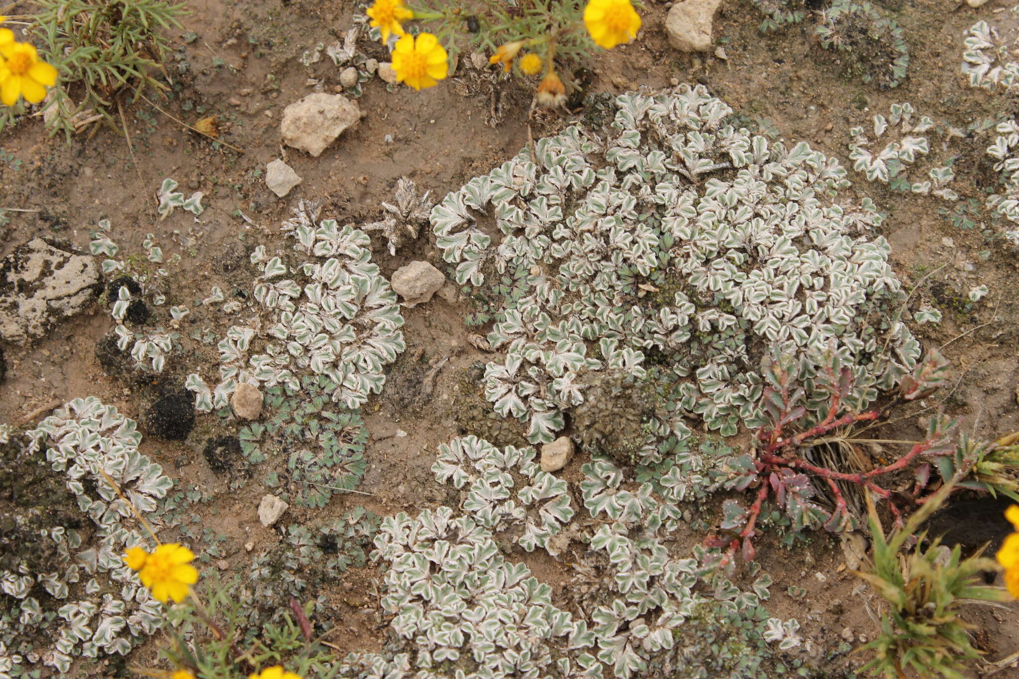 Image of Riccia albida Sull. ex Austin