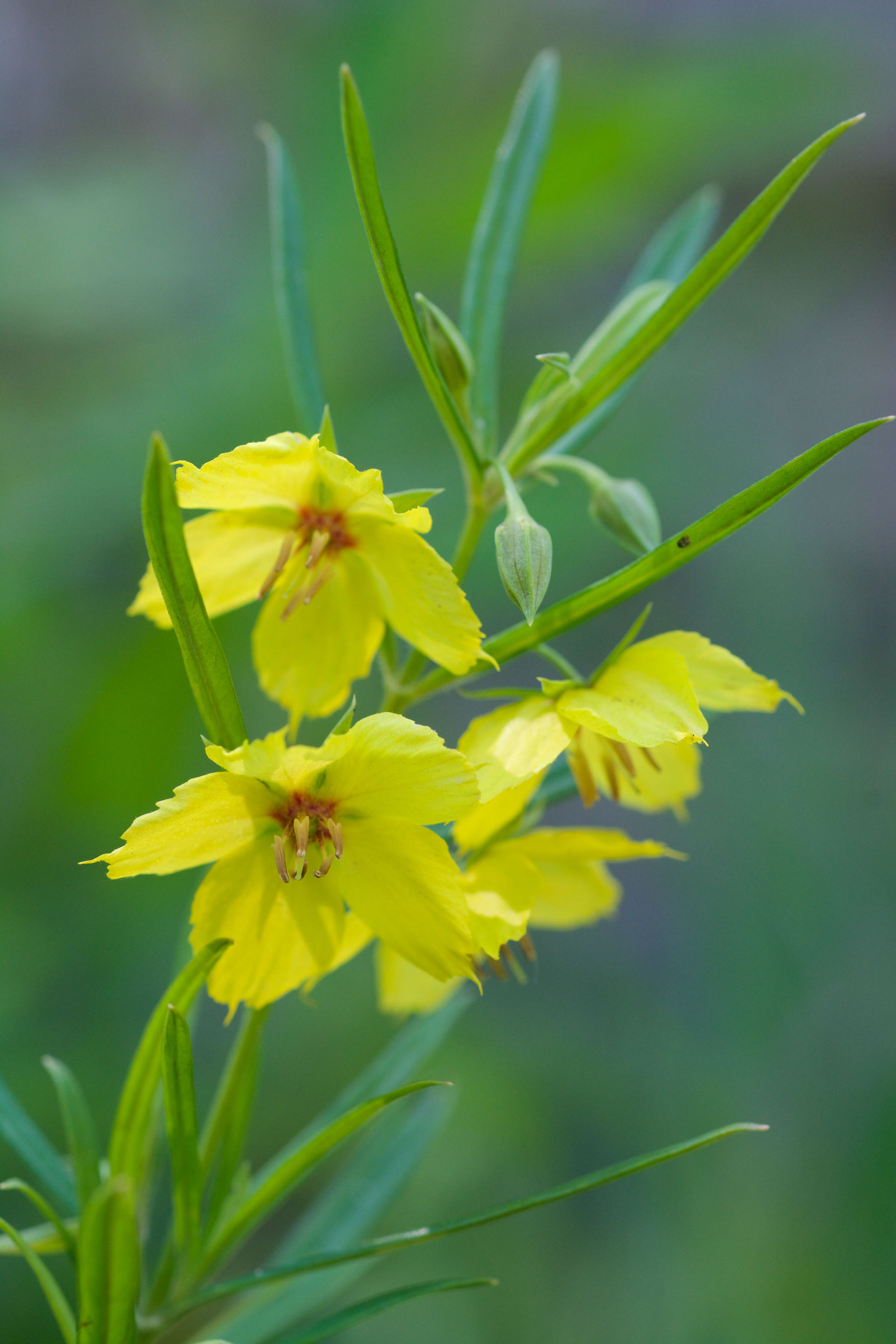 Image of yellow loosestrife