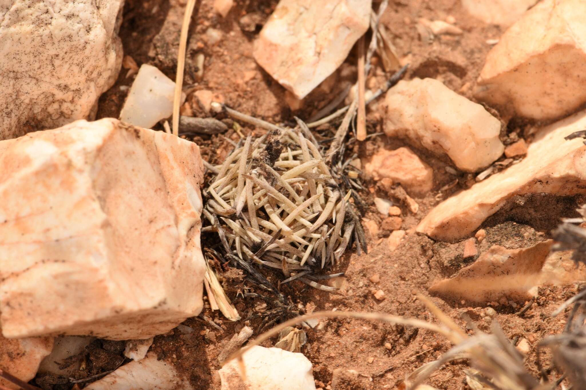 Image of Birdfoot Cactus