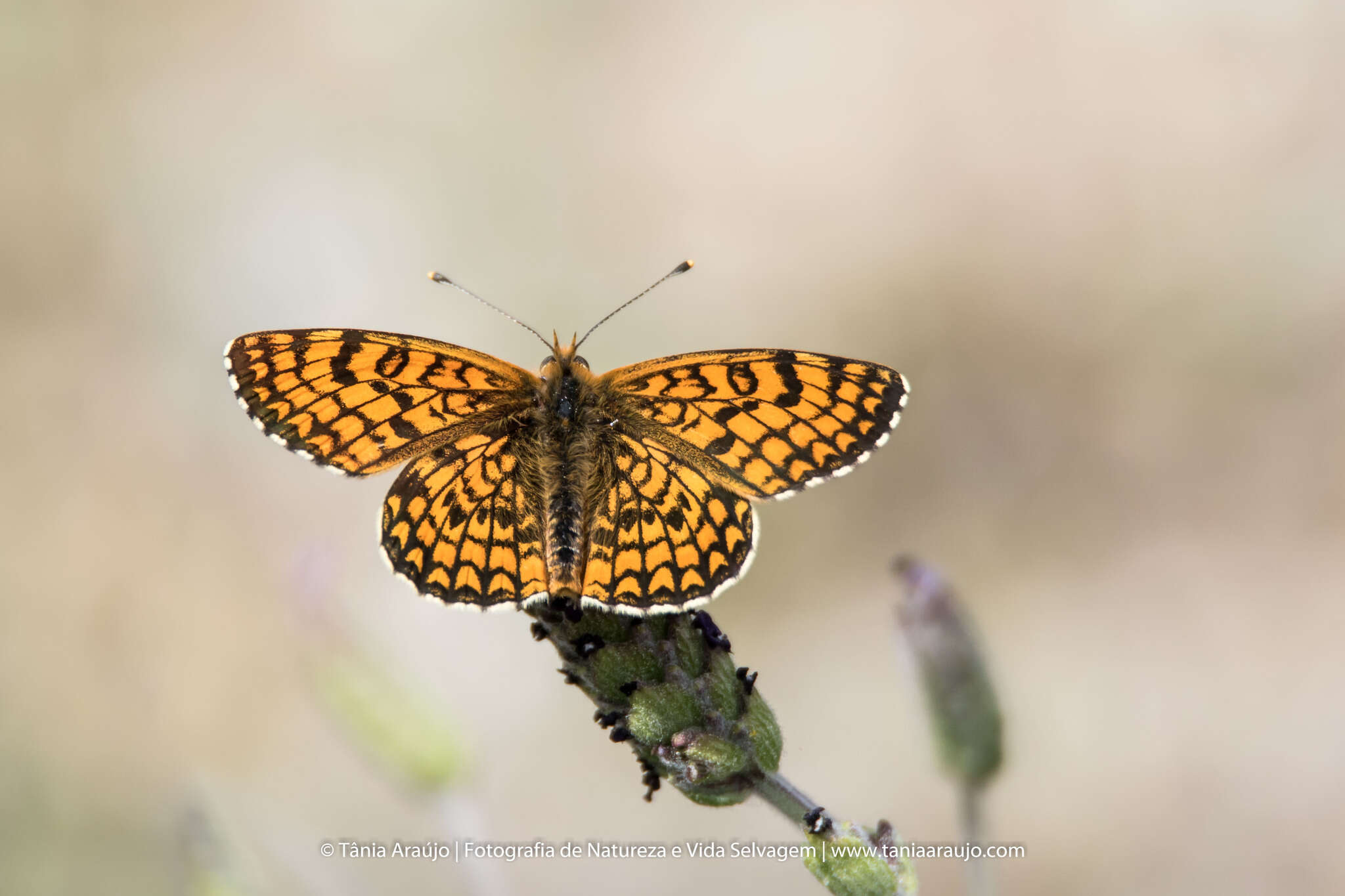 Plancia ëd <i>Melitaea deione</i>