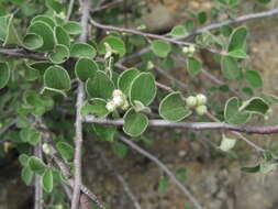 Plancia ëd Cotoneaster nummularius Fisch. & C. A. Meyer