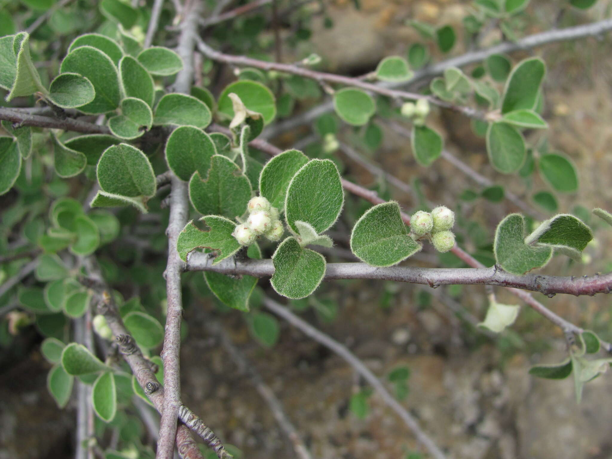 Imagem de Cotoneaster nummularius Fisch. & C. A. Meyer