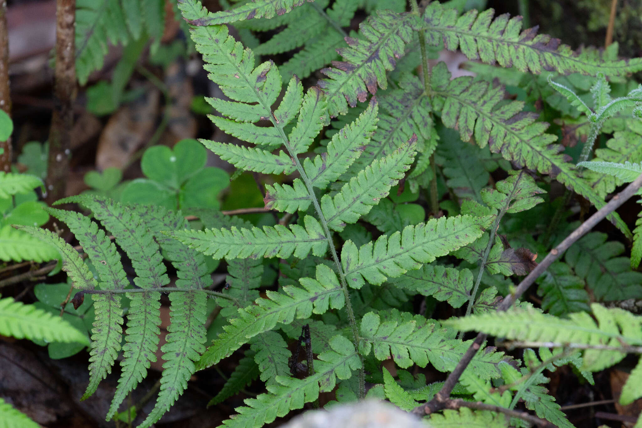 Image of Petersen's-Spleenwort