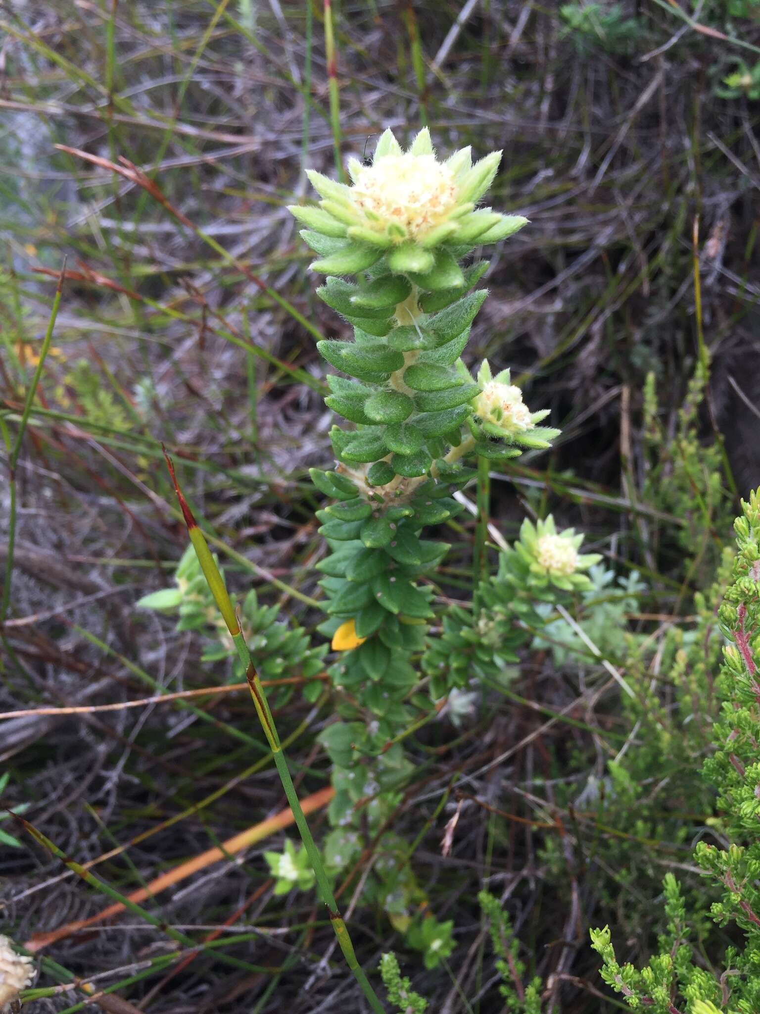 Image of Phylica dioica L.