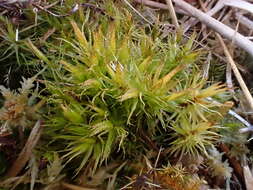 Image of Bonjean's dicranum moss