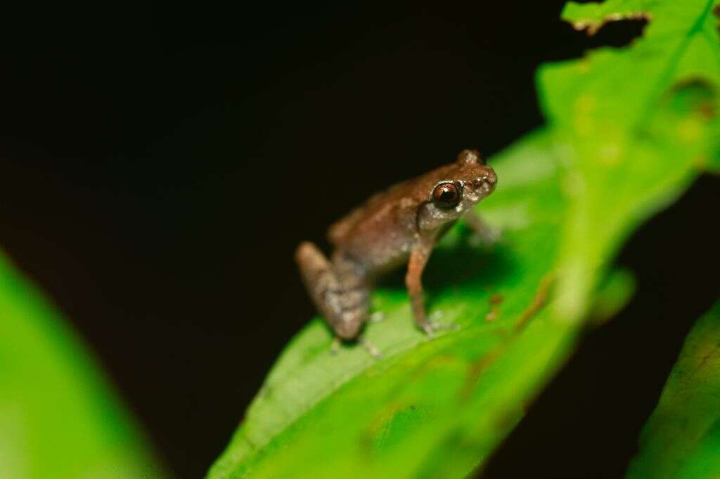 Image of Leptobrachella mjobergi Smith 1925