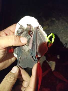 Image of Davis's round-eared bat