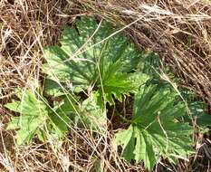 Imagem de Pelargonium luridum (Andr.) Sweet