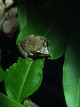 Image of Antilles Robber Frog