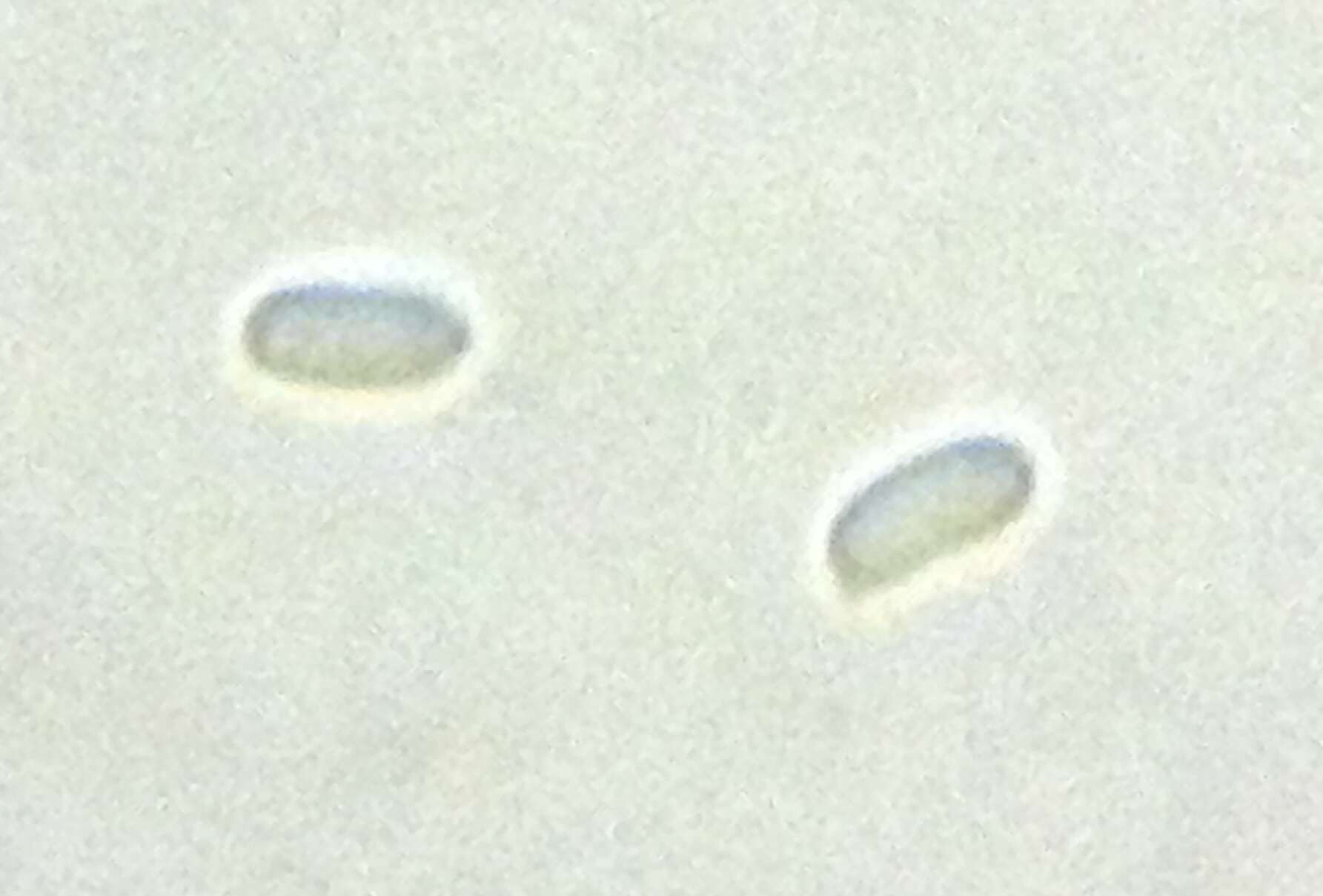 Image of Chondrostereum