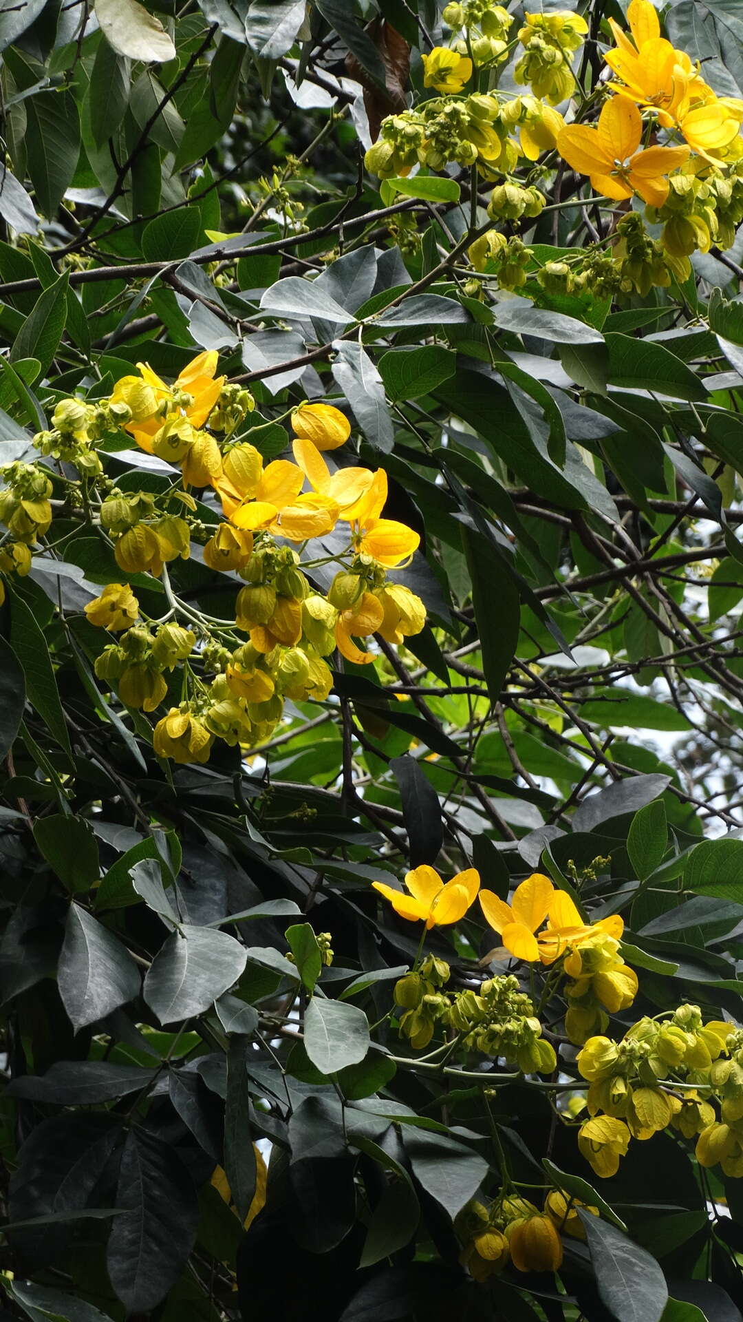 Senna macranthera (Collad.) H. S. Irwin & Barneby resmi