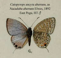 صورة Catopyrops ancyra (C. Felder 1860)