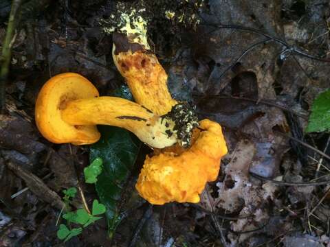 Image of Boletus aurantiosplendens T. J. Baroni 1998