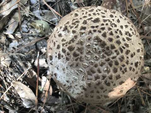 Image of Amanita westii (Murrill) Murrill 1945