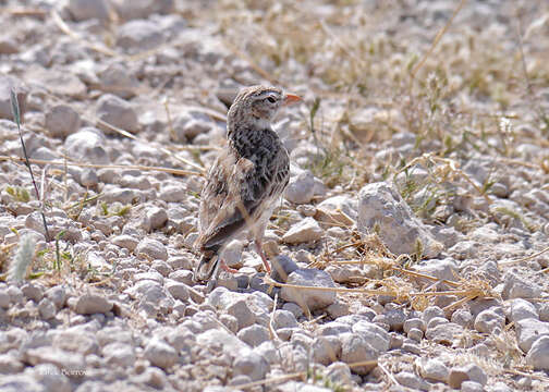 Image of Pink-billed Lark