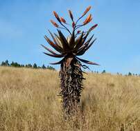 Image of Mountain aloe