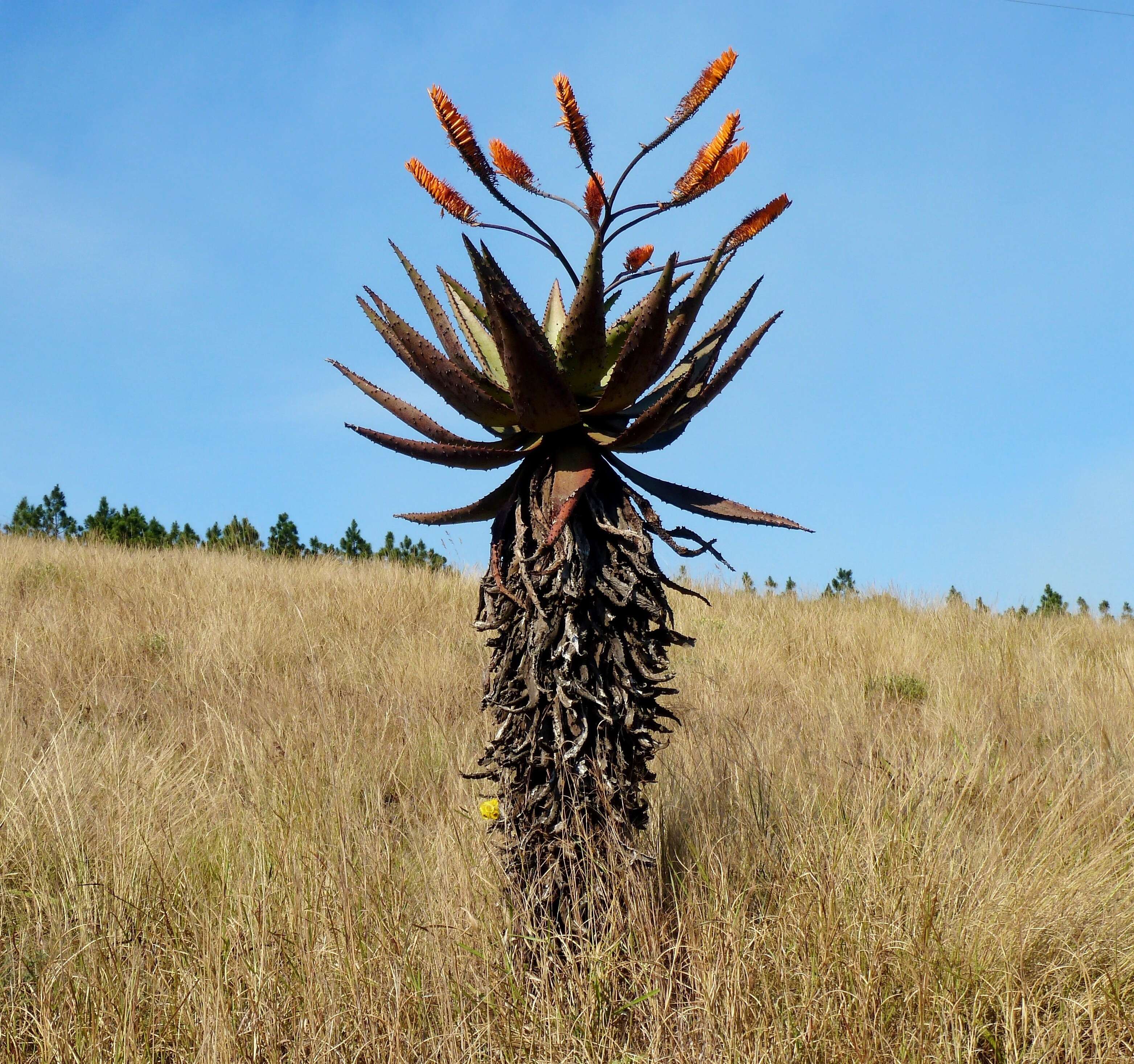 Image of Mountain aloe