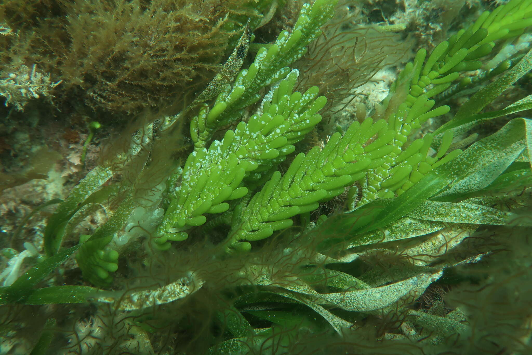 Image de Caulerpa cactoides