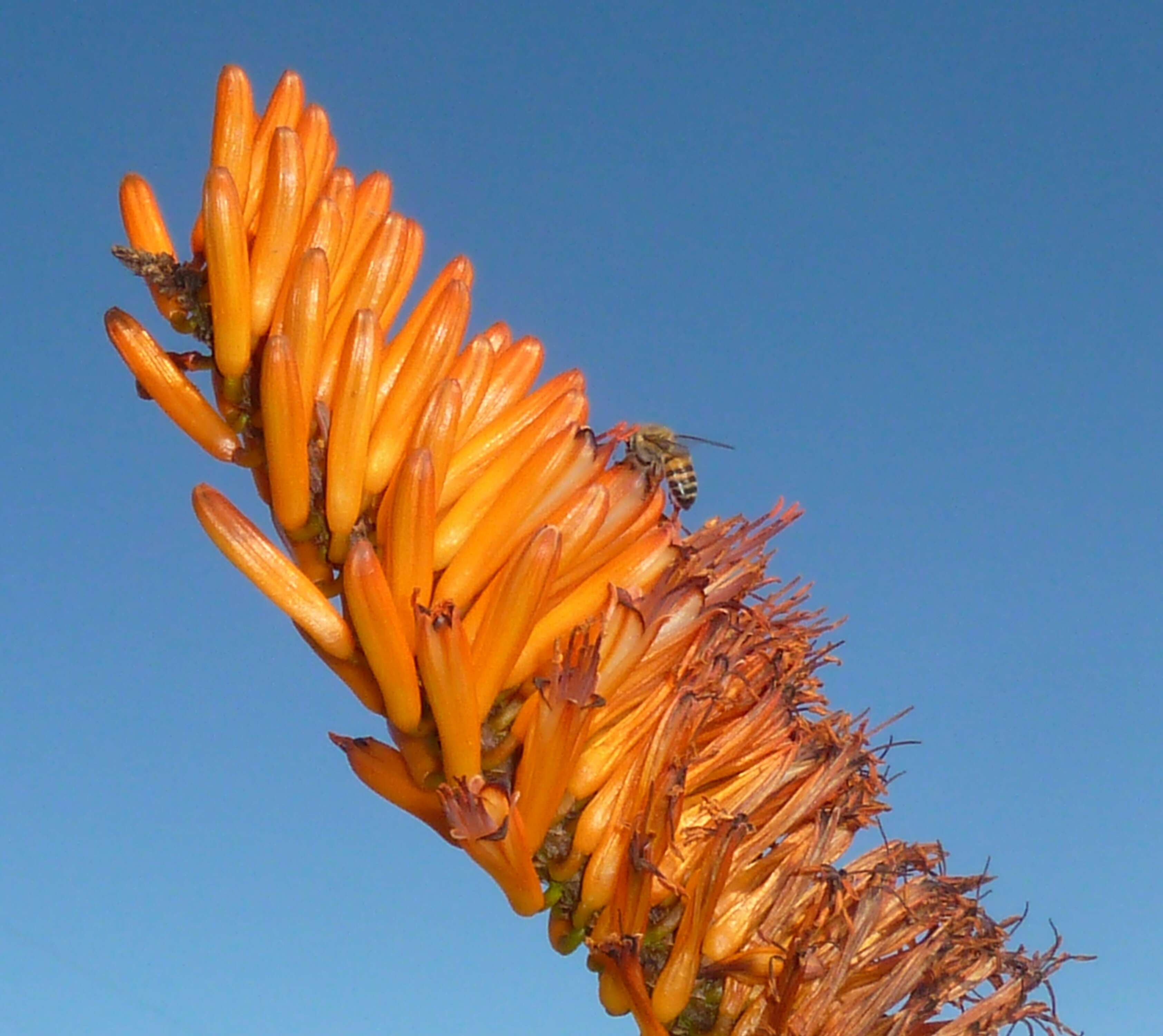 Image of Mountain aloe