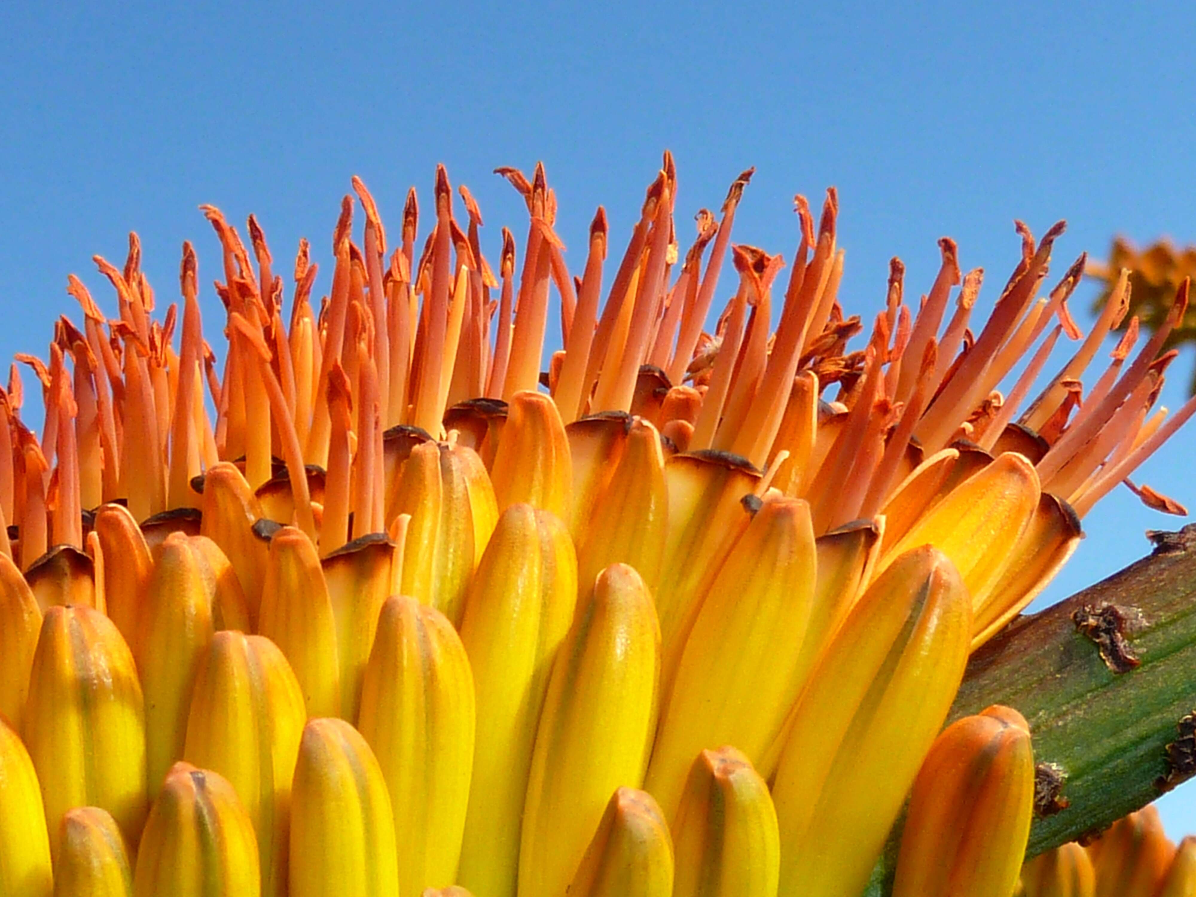 Image of Mountain aloe