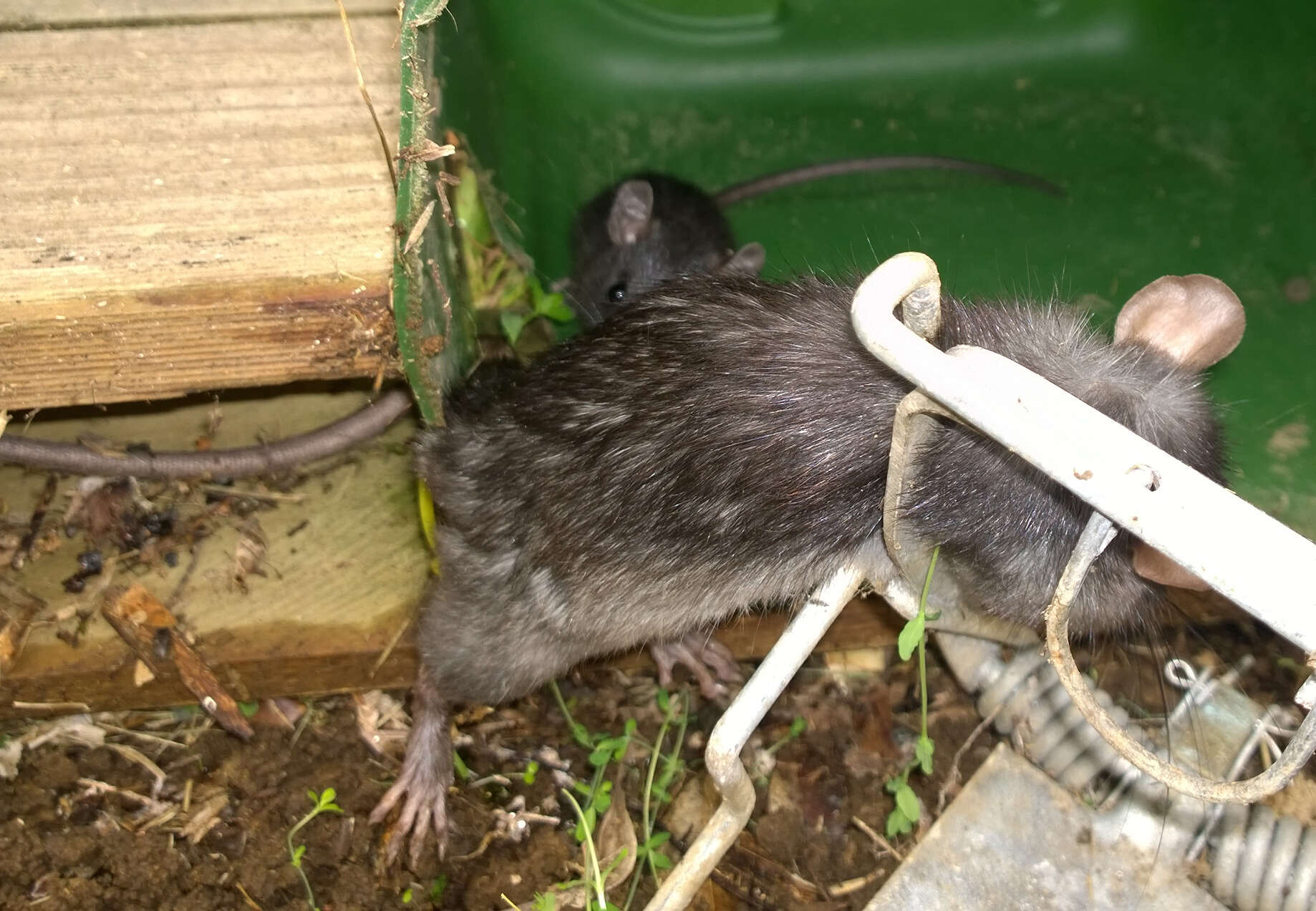 Rattus rattus (Linnaeus 1758) resmi