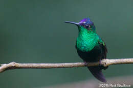 Image of Mexican Woodnymph