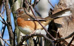 Image of Eastern Towhee