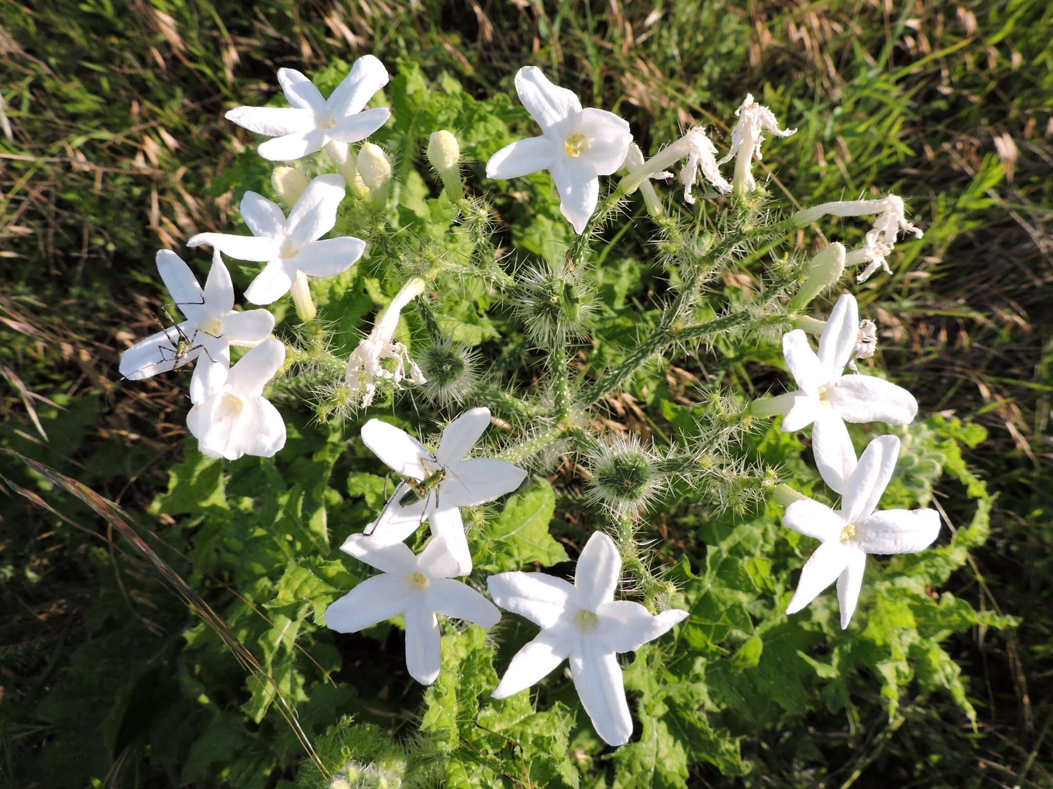 Image of Texas bullnettle